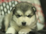 Chiot Malamute d'Alaska femelle LOF à réserver