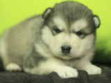 Chiot Malamute d'Alaska femelle LOF à réserver