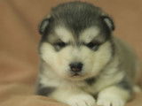 Chiot Malamute d'Alaska femelle LOF à réserver