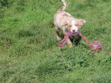 1 chiot mâle Berger Américain Miniature LOF à vendre