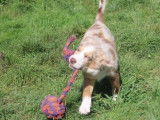 1 chiot mâle Berger Américain Miniature LOF à vendre