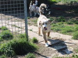 1 chiot mâle Berger Américain Miniature LOF à vendre
