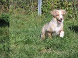 1 chiot mâle Berger Américain Miniature LOF à vendre