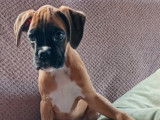 Chiots Boxer confirmables au LOF à vendre