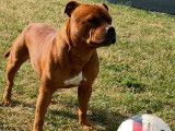 Mâle Staffie LOF disponible pour saillie