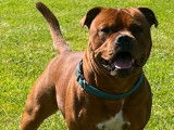 Mâle Staffie LOF disponible pour saillie