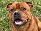 Mâle Staffie LOF disponible pour saillie