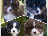 Chiots Berger Australien LOF à vendre