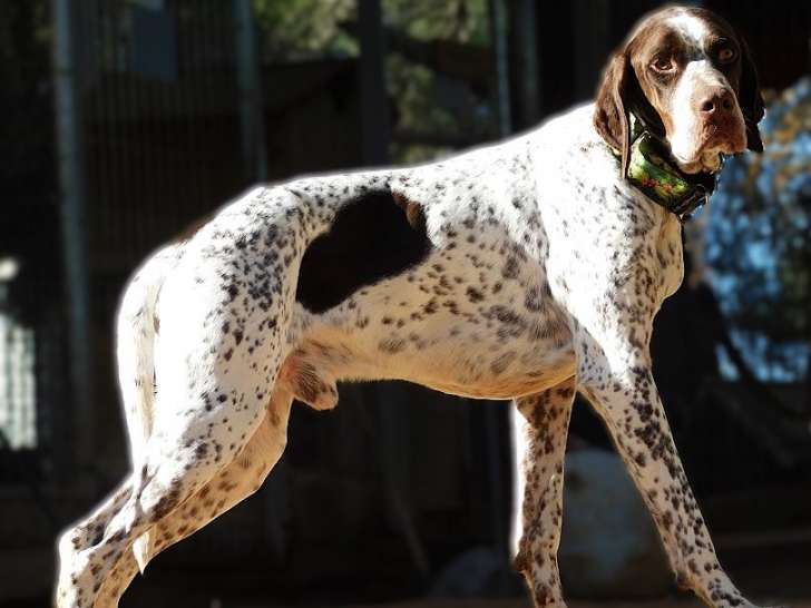 Azor, croisé Braque et Pointer sportif et doux à adopter