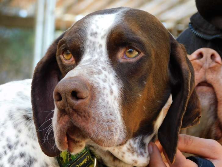 Azor, croisé Braque et Pointer sportif et doux à adopter