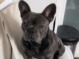 Mâle Bouledogue Français bleu disponible pour saillie