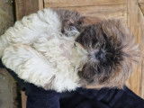 Chiots de race Shih Tzu à vendre (1 femelle & 1 mâle)