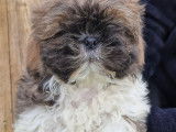 Chiots de race Shih Tzu à vendre (1 femelle & 1 mâle)
