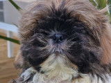 Chiots de race Shih Tzu à vendre (1 femelle & 1 mâle)