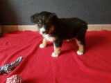 Chiots Berger Australien LOF à vendre