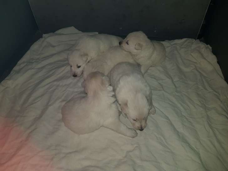 Chiots Berger Blanc Suisse LOF à vendre