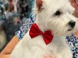 Mâle West Highland White Terrier disponible pour saillie