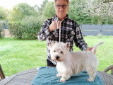 M&acirc;le West Highland White Terrier disponible pour saillie