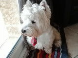 M&acirc;le West Highland White Terrier disponible pour saillie