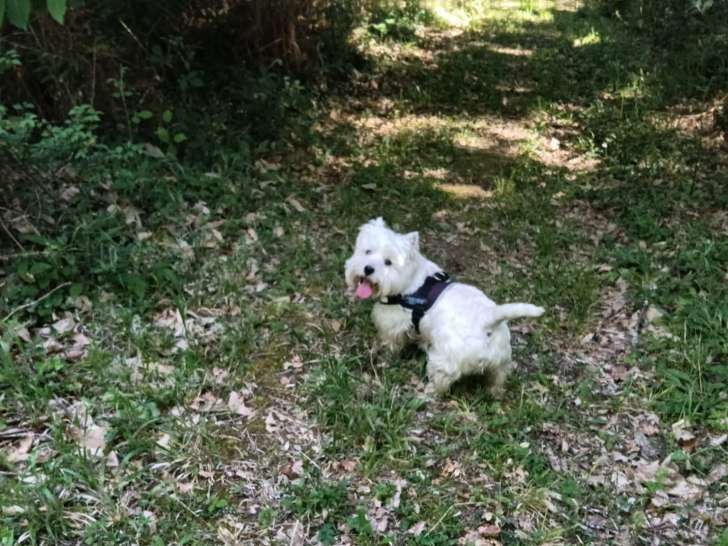 Mâle West Highland White Terrier disponible pour saillie