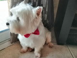 Mâle West Highland White Terrier disponible pour saillie