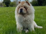 Mâle Chow Chow crème LOF disponible pour saillie