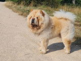 Mâle Chow Chow crème LOF disponible pour saillie