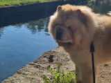 Mâle Chow Chow crème LOF disponible pour saillie