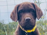 6 chiots mâles Labradors LOF à vendre