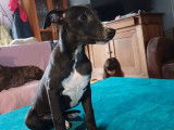 À vendre : 4 chiots mâles Whippets LOF