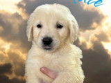6 chiots Golden Retrievers LOF à réserver