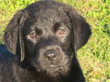 À vendre : 9 chiots Labradors LOF