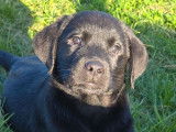 À vendre : 9 chiots Labradors LOF