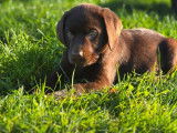 À vendre : 9 chiots Labradors LOF