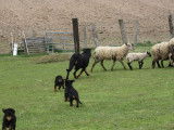 À vendre, 5 chiots Beaucerons LOF