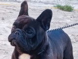 Un chien Bouledogue Français LOF disponible à la saillie