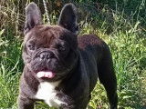 Un chien Bouledogue Français LOF disponible à la saillie