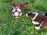 À vendre : un chiot mâle Berger Australien LOF