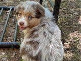 8 chiots Bergers Australiens LOF disponibles à la vente