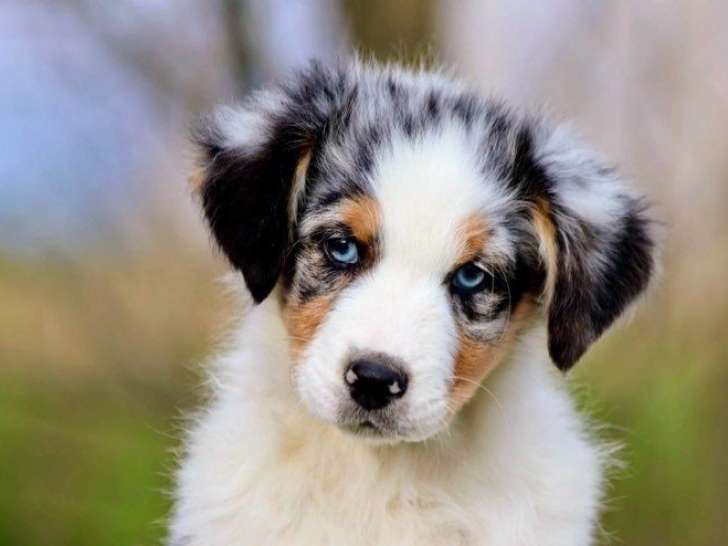 Un chiot femelle Berger Australien LOF à vendre