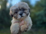 À vendre : 3 chiots Lhassa Apso LOF