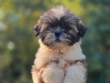 À vendre : 3 chiots Lhassa Apso LOF