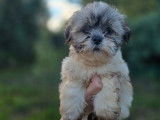 À vendre : 3 chiots Lhassa Apso LOF