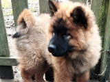 Chiot de race Eurasier à vendre