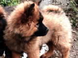 Chiot de race Eurasier à vendre