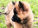 Chiot de race Eurasier à vendre