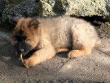 Chiot de race Eurasier à vendre