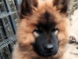 Chiot de race Eurasier à vendre