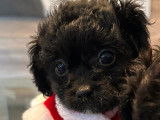 Chiots Aussidoodle Toy à vendre