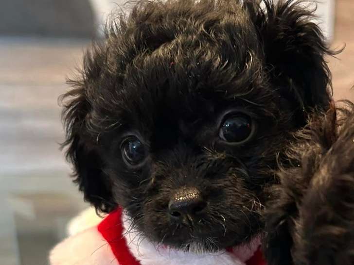Chiots Aussidoodle Toy à vendre